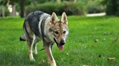 Csehszlovák farkas kutya (fotó): a farkas és a német pásztor keveréke